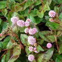 Polygonum capitatum